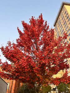 red leaves with a building in the background