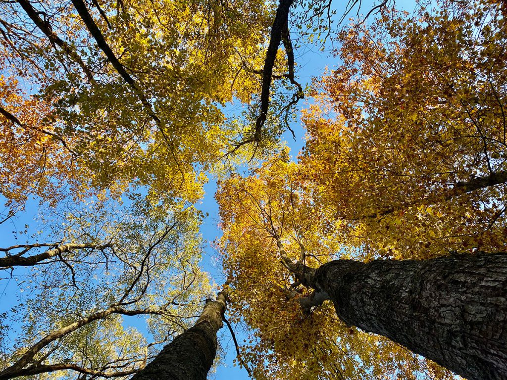 a look up at the tree canopy bright with yellow leaves
