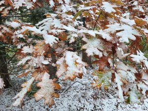 light snow on fallen leaves