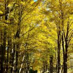 Yellow trees line a small dirt road