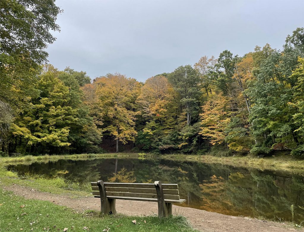 Pond with yellow leafed trees behind it, a bench in the foreground