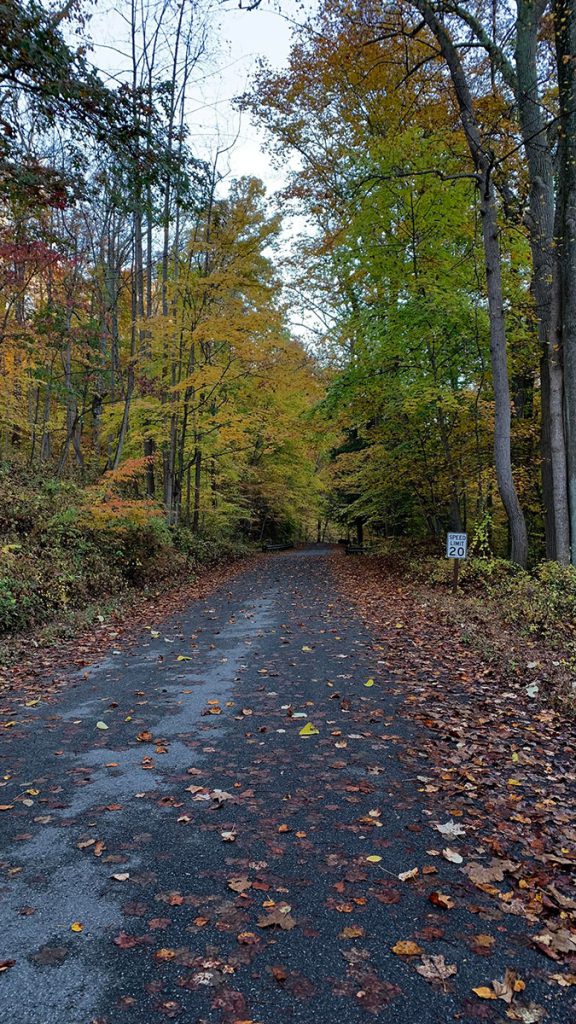 fall colors line a rural road through the park