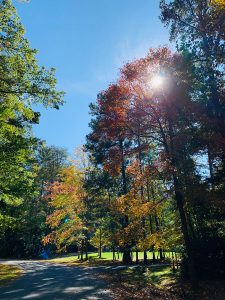 sun shining through the fall trees