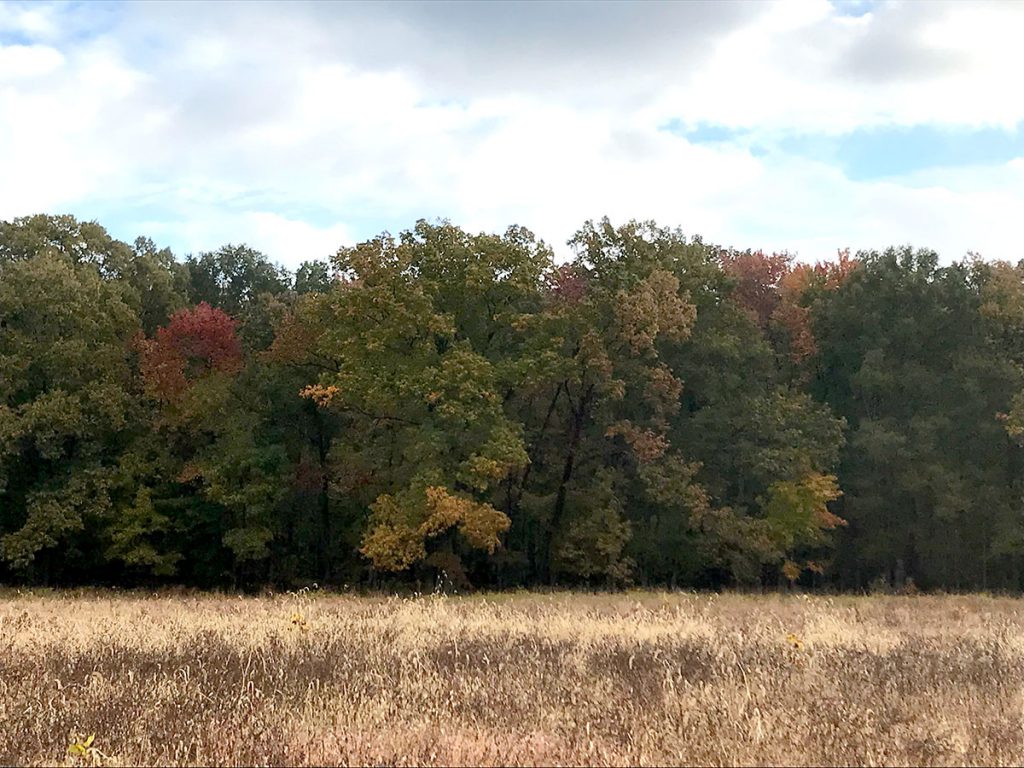 reds and yellows with a brown field in the foreground