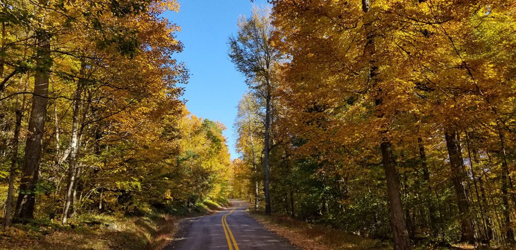 Yellows and oranges light up a country road