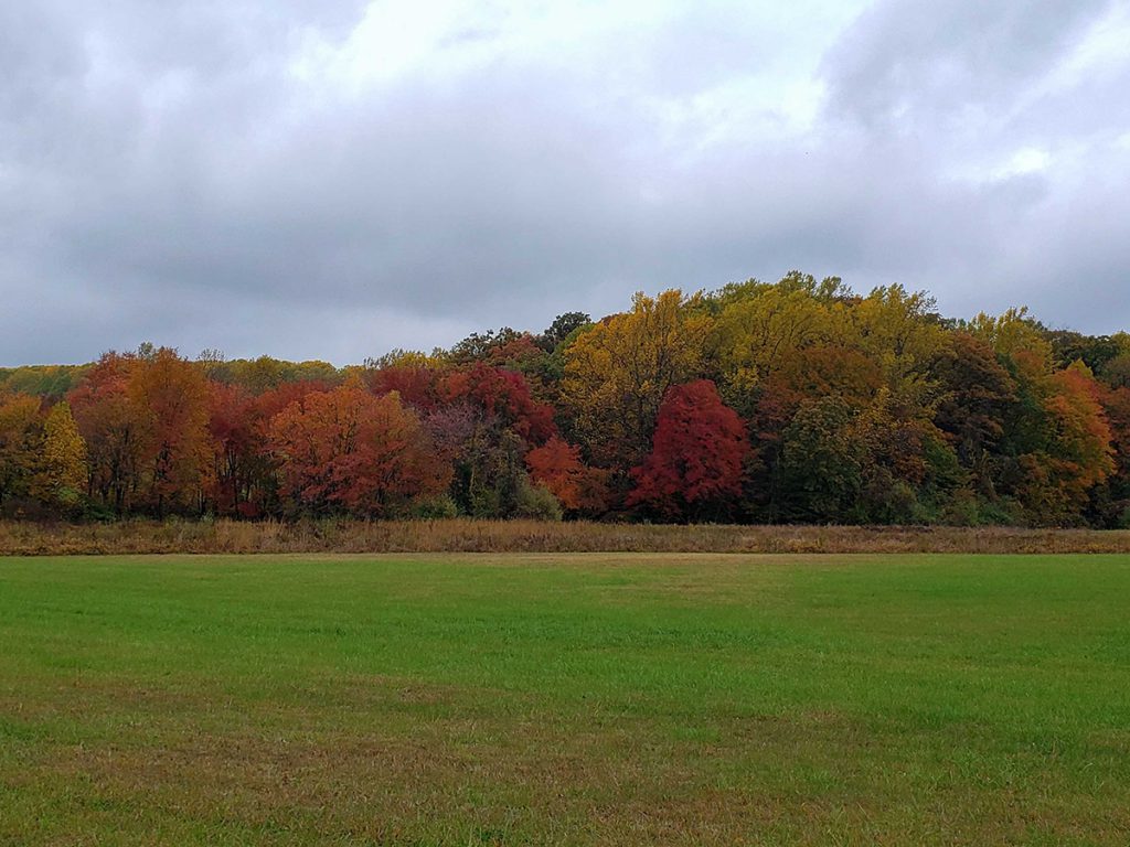 Reds, yellows and oranges mix with greens in front of a bright green field