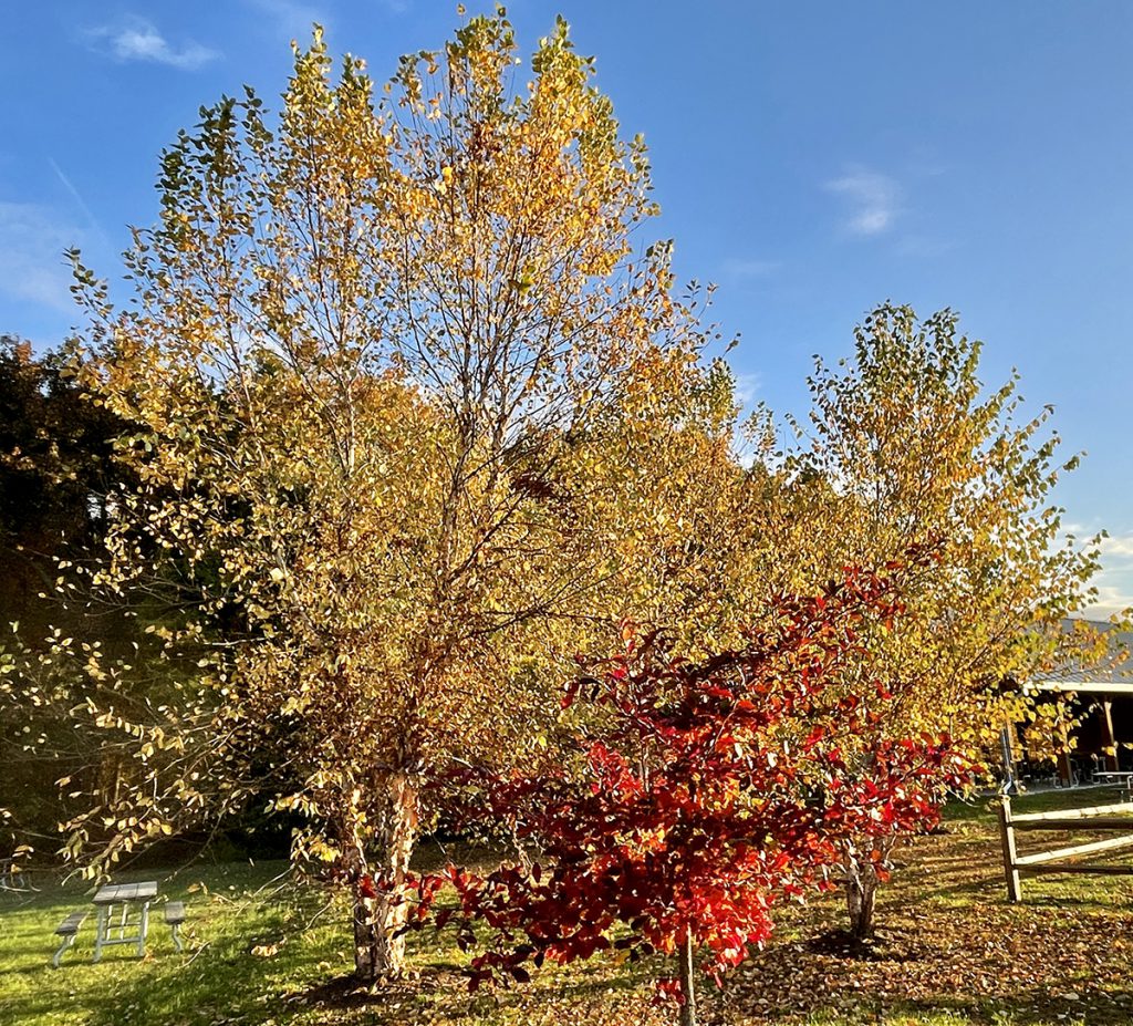 Beautiful yellows and reds in the picnic area