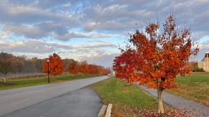 New trees sporting bright orange and red leaves