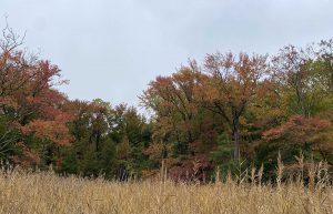 Brown field contrasts against the bright colored trees