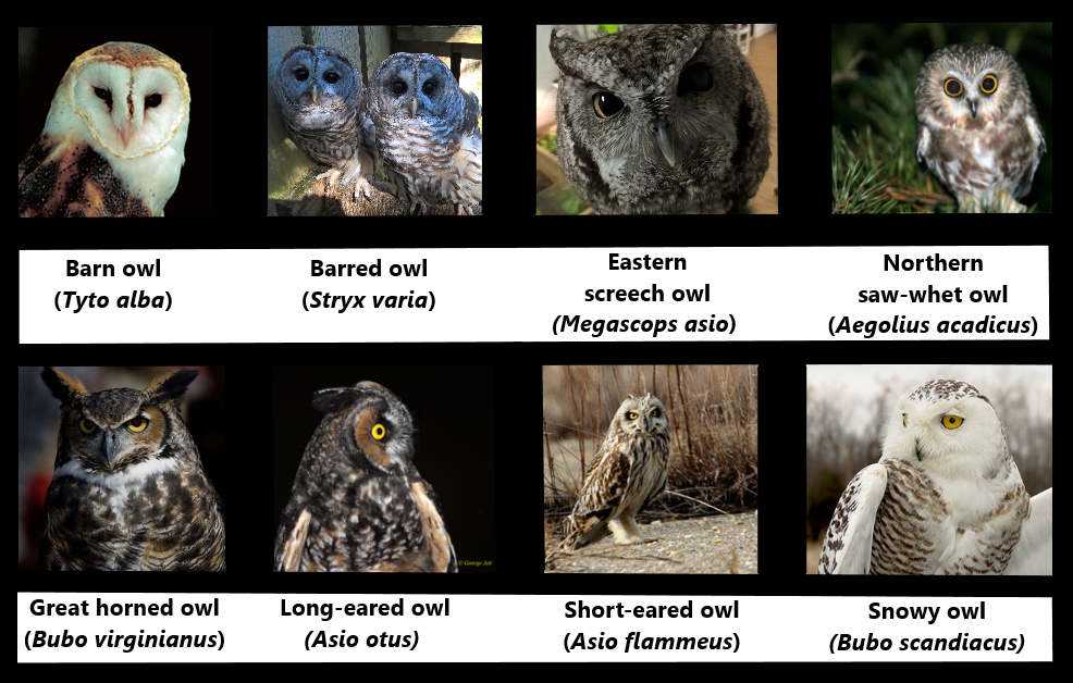 Photo of different species of owls