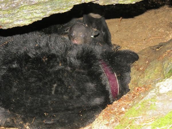Photo of a sow and cubs in the winter den