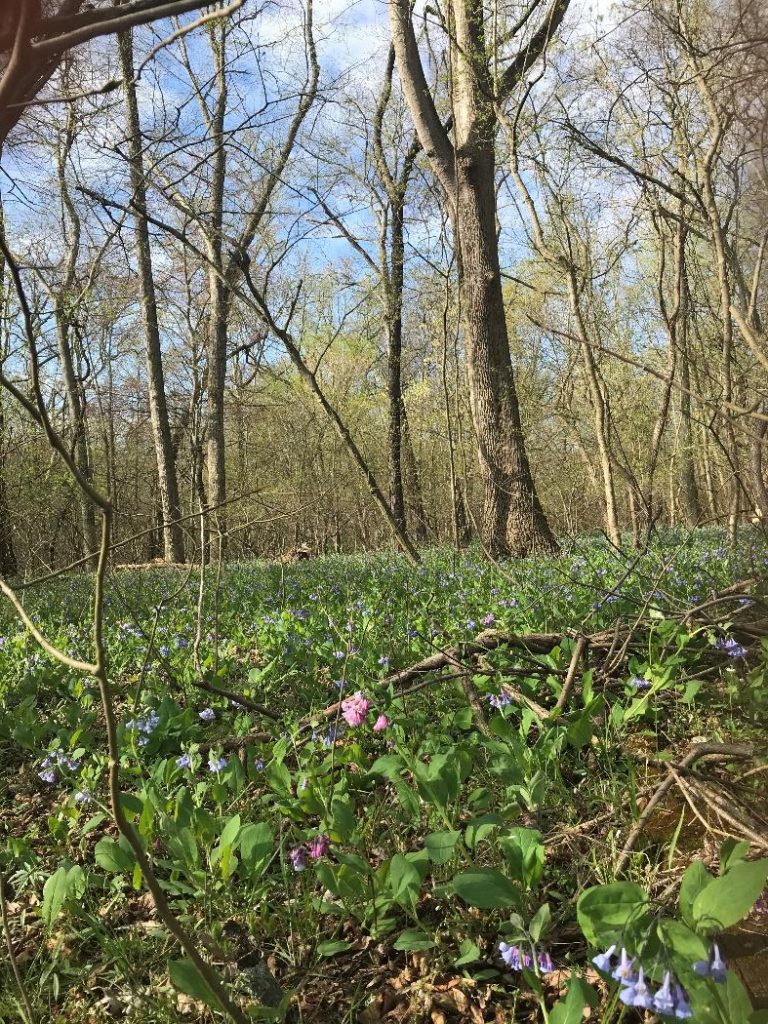 Photo of Virginia bluebells in forest
