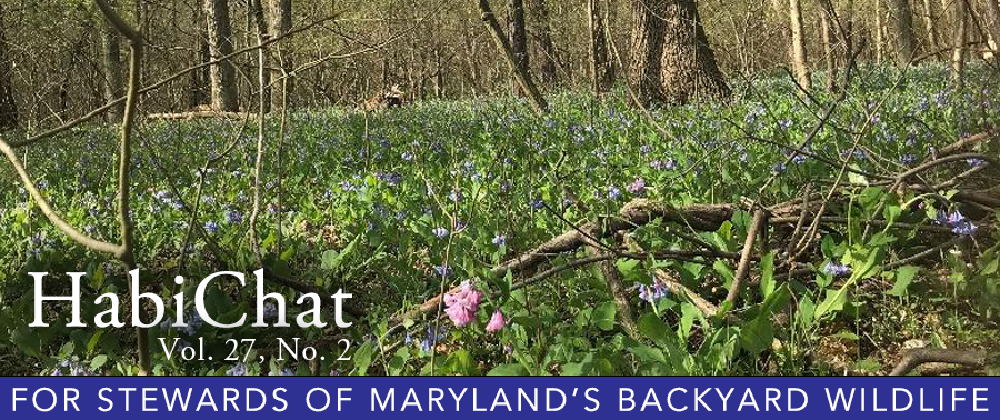 Photo of Virginia bluebells with HabiChat title overlaid