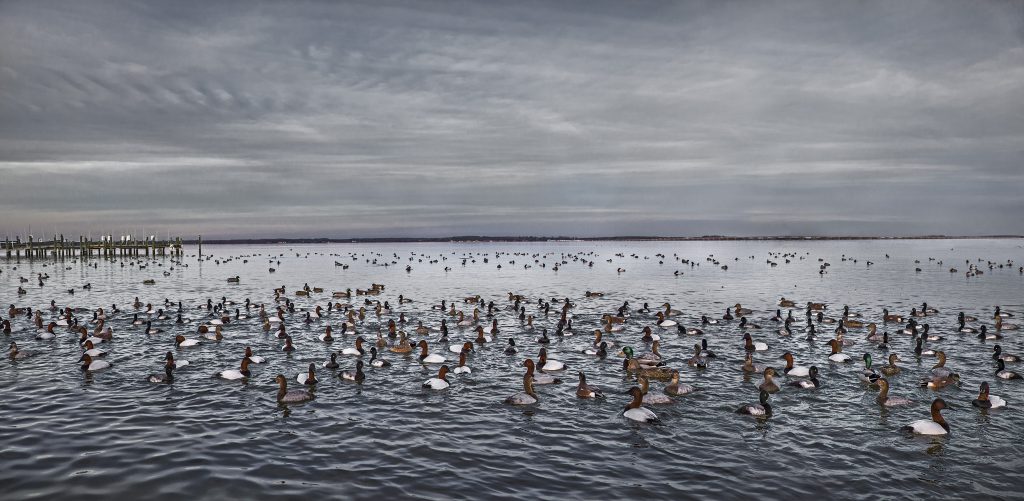 Photo of hundreds of ducks floating in the water