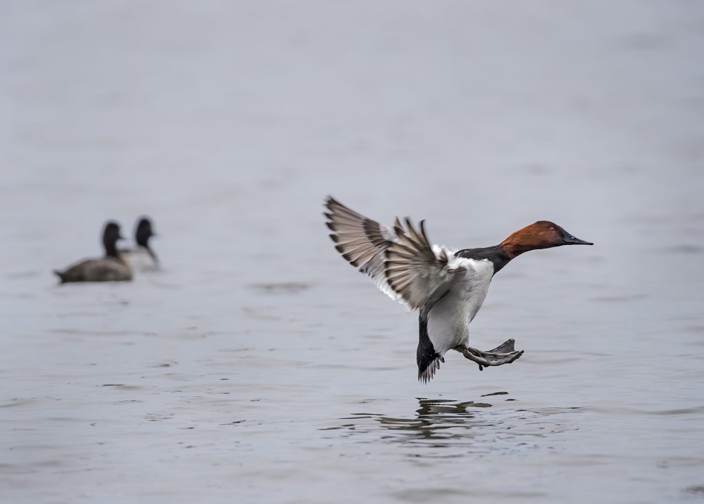 Photo of canvasback duck landing feet-first on surface of the water