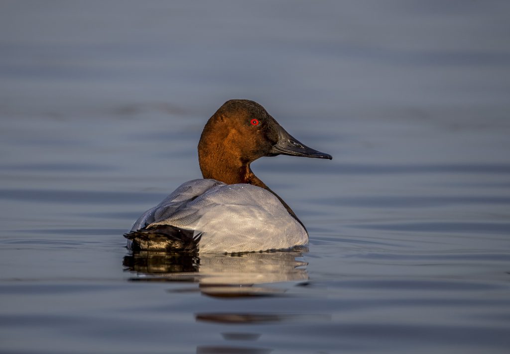 Photo of male canvasback duck in the water