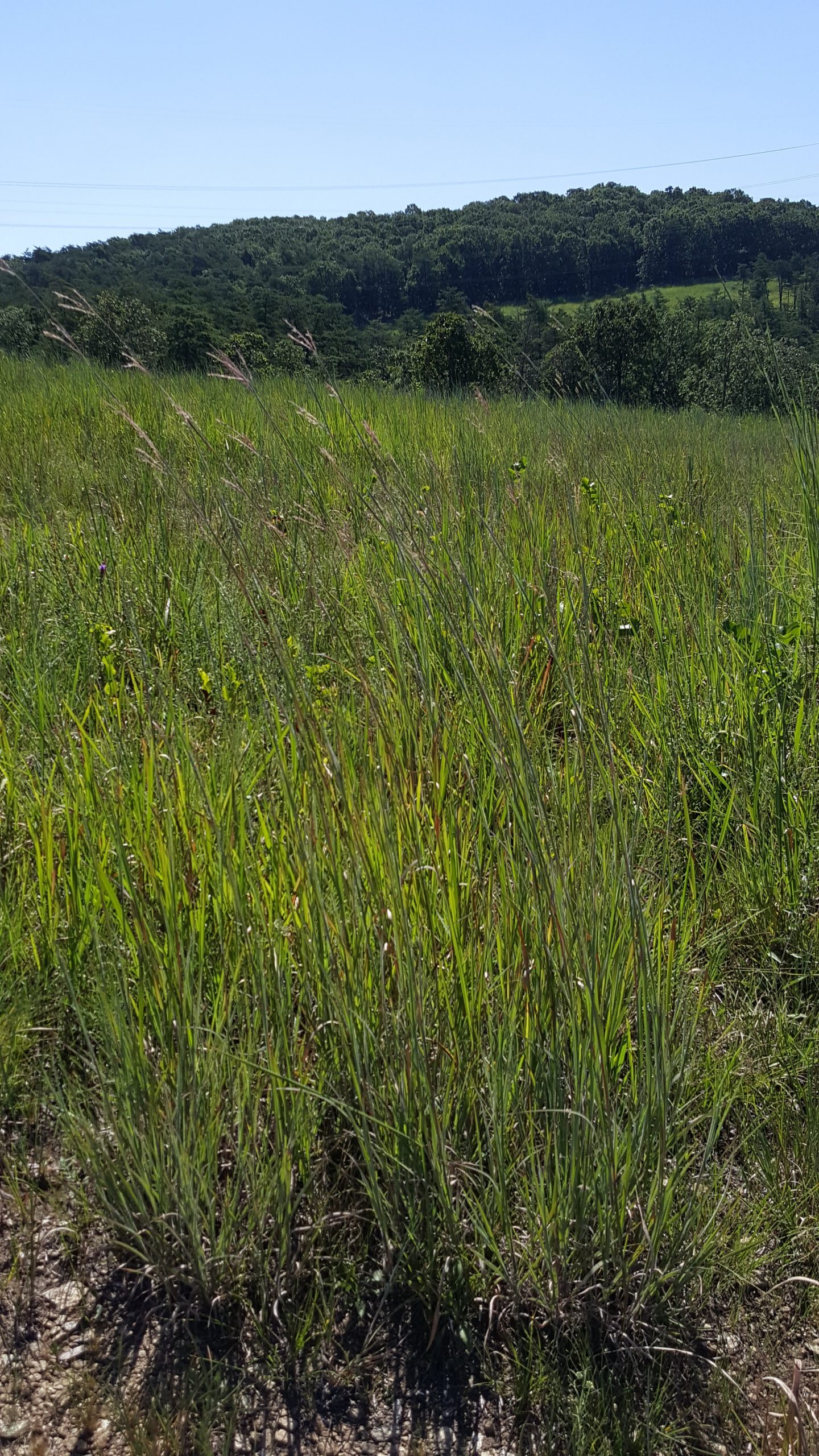 Photo of grasses at Soldiers Delight