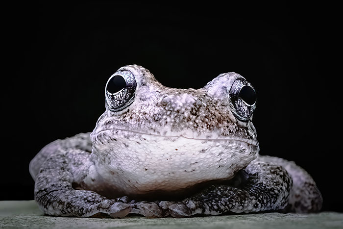 Photo of a tree frog