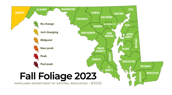 Fall foliage map for September 21, 2023. Things are just starting to change in Garrett County. The rest of the state is mostly green.