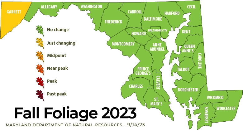 Fall foliage map, only Garrett County in far western Maryland is showing some color