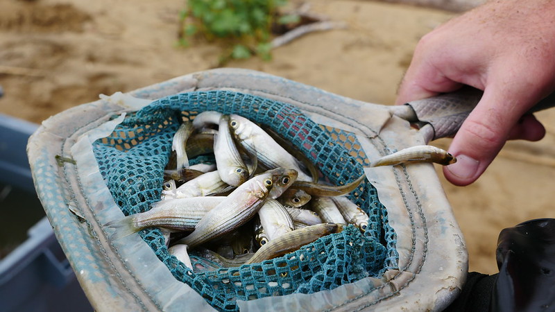 Photo of small striped bass in a anet