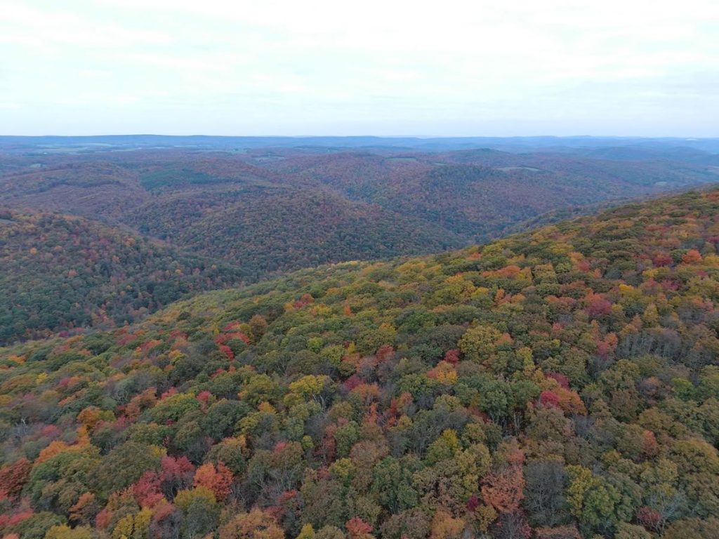 Drone photo of red, green, yellow, and orange leaves