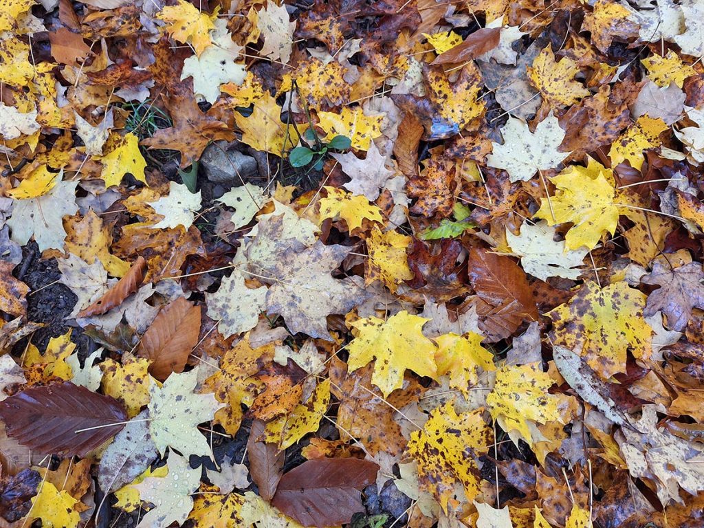 Yellow, brown, and orange leaves in Garrett County