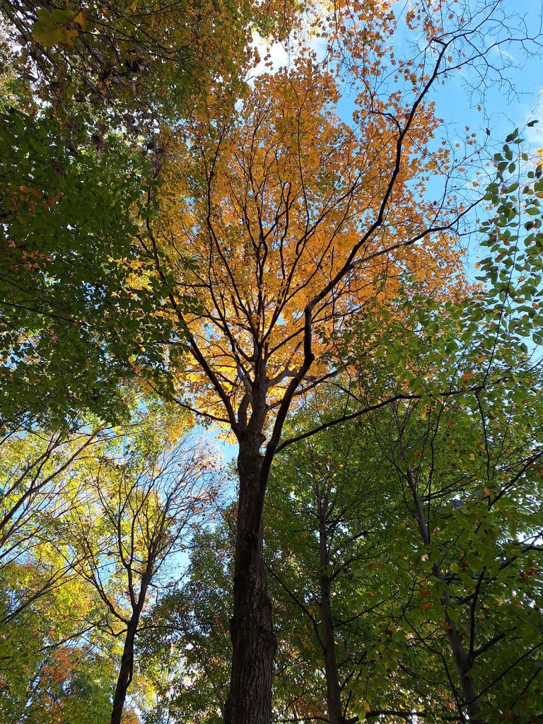 Orange and leaves in Eastern Garrett County