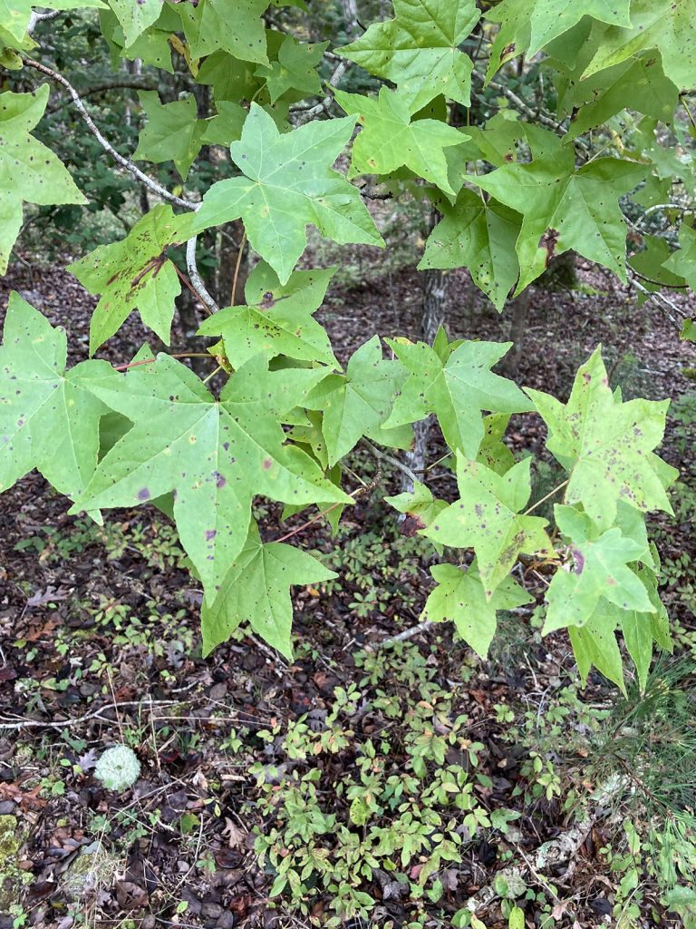 Photo of green leaves in Leonardtown