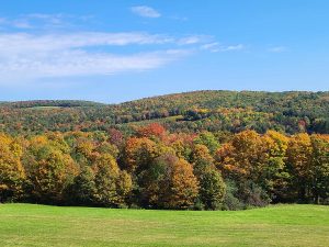 Photo of large stand of trees with Orange, Green, and red leaves in Grantsville 