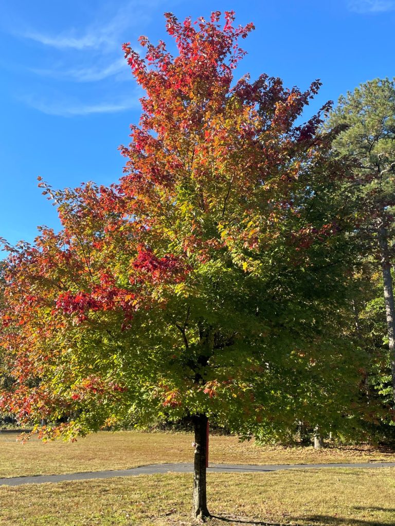 Orange, red and green leaves in Pocomoke State Park.