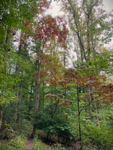 Phot of tall tree with green and orange leaves in Susquehanna State Park