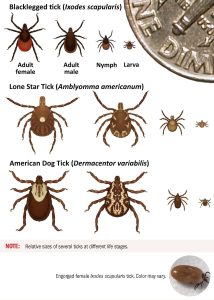 Graphic comparing different types of ticks.
