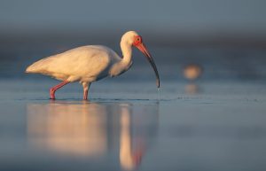 Photo of white ibis