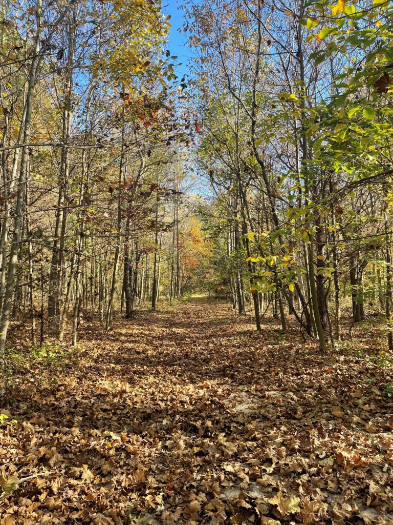 Photo of path into a wooded area, covered with leaves on the ground