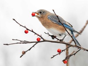 Photo of bird on a branch, eating a berry