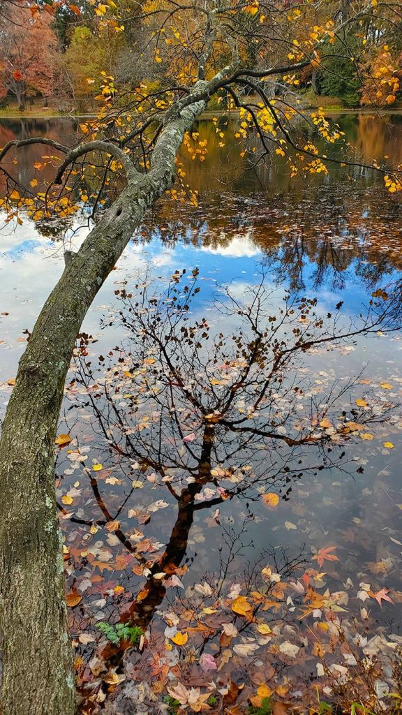 Photo of tree branch extending over a pond, with red, yellow, and orange leaves 