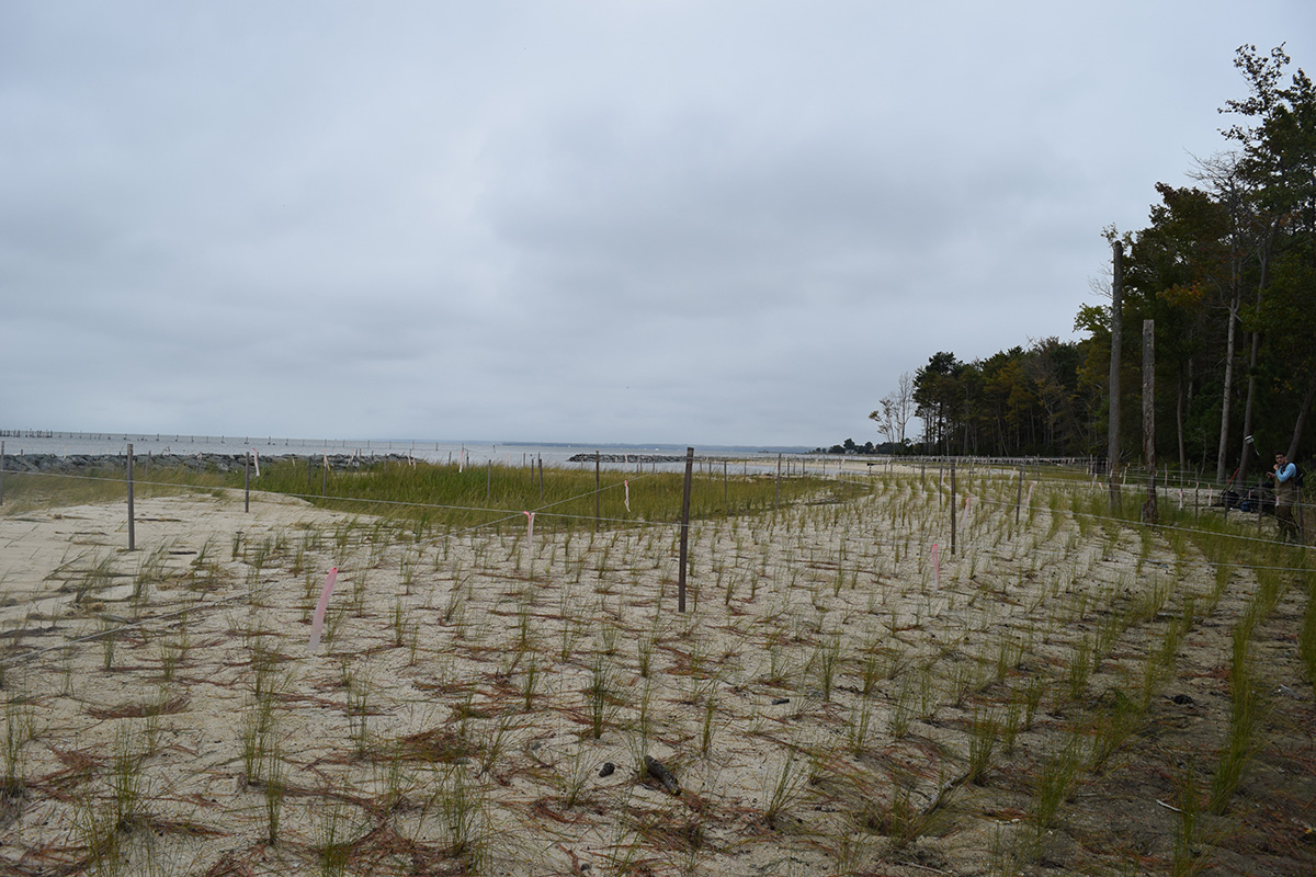 A crop of saltmarsh hay fills the shoreline at Franklin Point State Park.