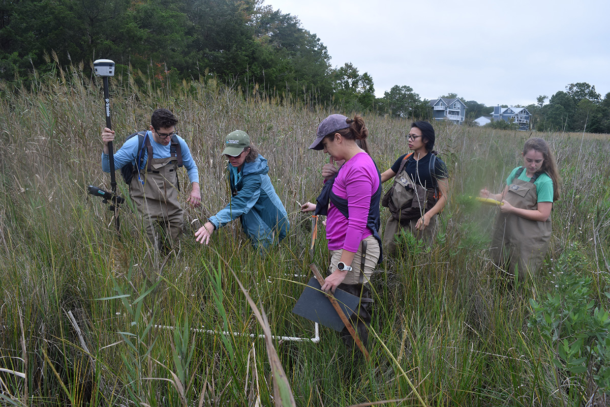 DNR staff analyze a transect in a more heavily vegetated area of marsh.