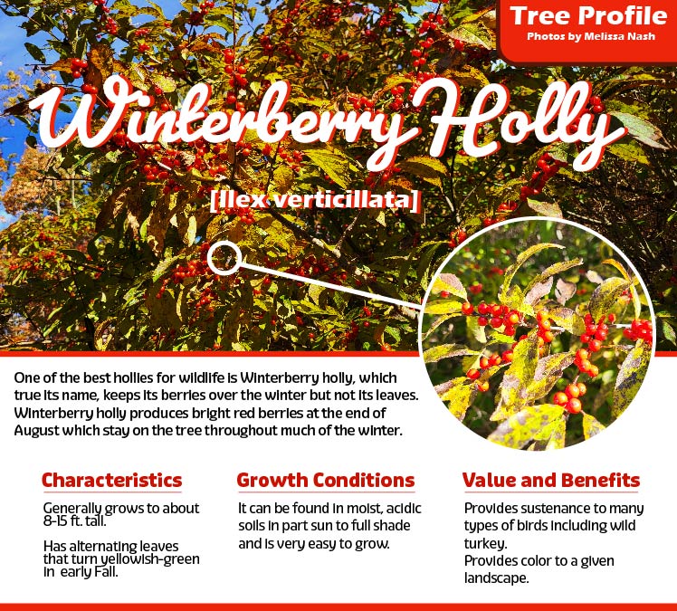 Tree Profile for Winterberry Holly