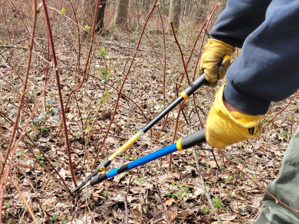 Wineberries have red stems covered by dense, often soft thorns. Cutting them near the base helps slow further growth. Photo by Joe Zimmermann/DNR