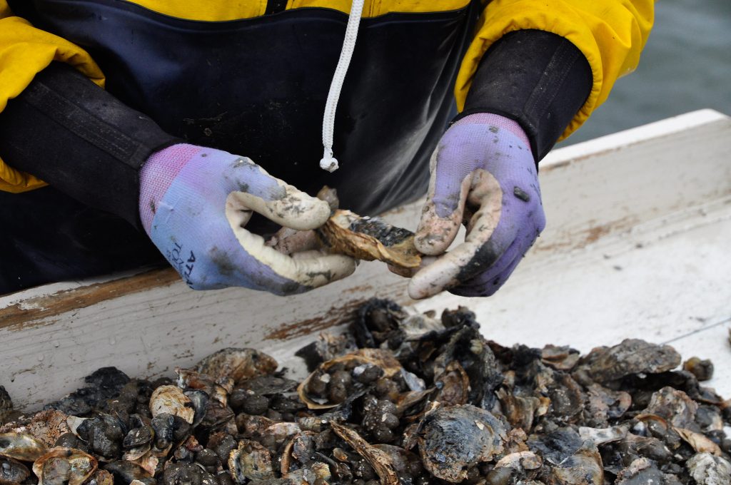 biologist assesses oyster shells for spat