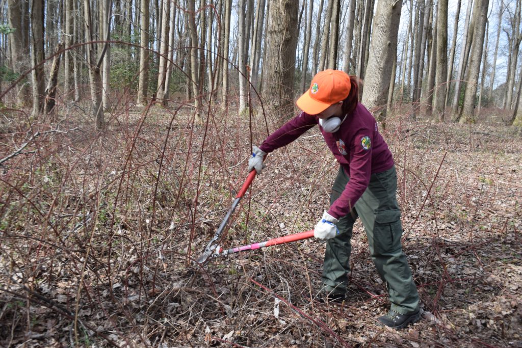 Azalin Rothwell, a Conservation Corps member at Merkle Wildlife Sanctuary, cuts a wineberry shrub. Wineberries have red stems covered by dense, often soft thorns. Cutting them near the base helps slow further growth. Photo by Joe Zimmermann/DNR