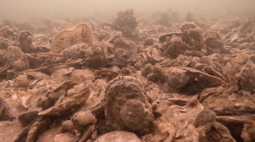 oyster sanctuary