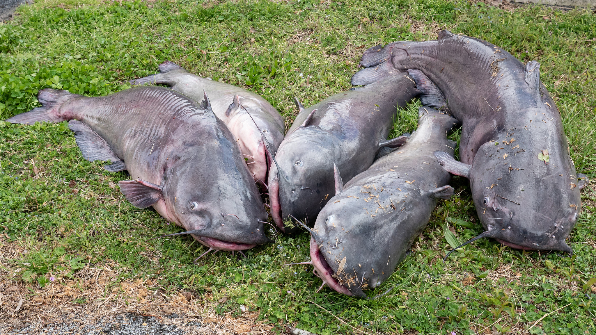 Blue Catfish Are Spreading Rapidly in Maryland Waters, As State