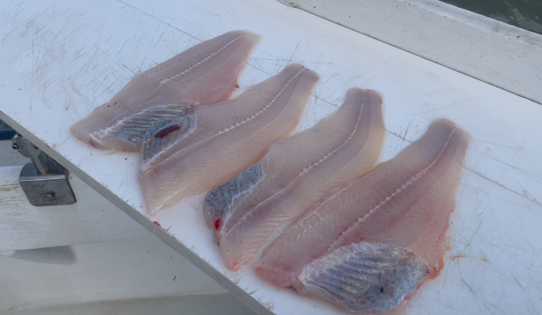 CNB FISHING NEWS: BEWARE! The Invasive Blue Catfish - CNBNews