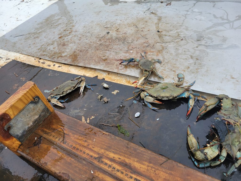 Adult and juvenile blue crabs next to a measuring stick