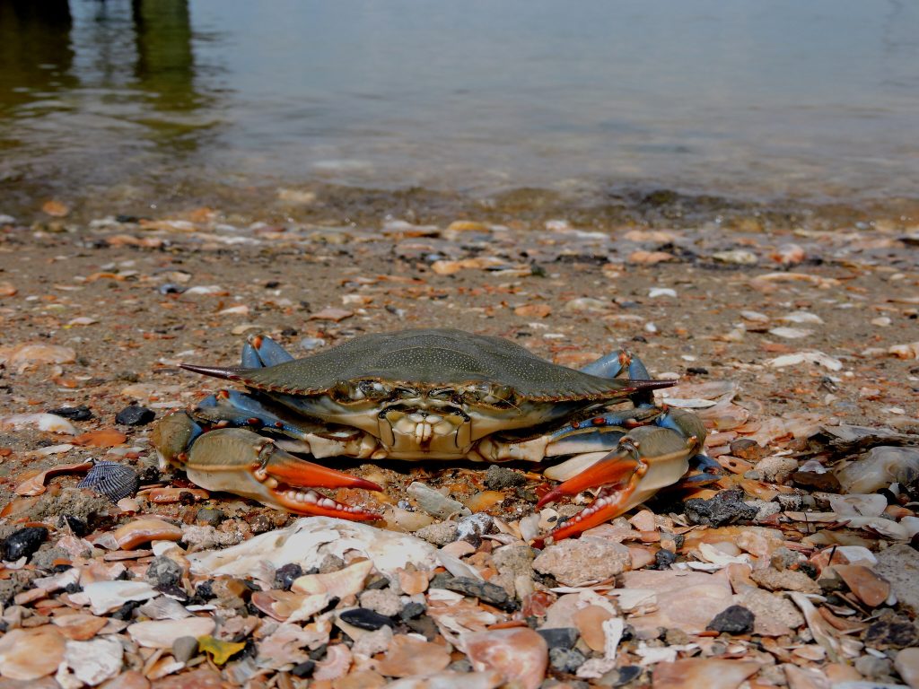 A blue crab on the shore of the water