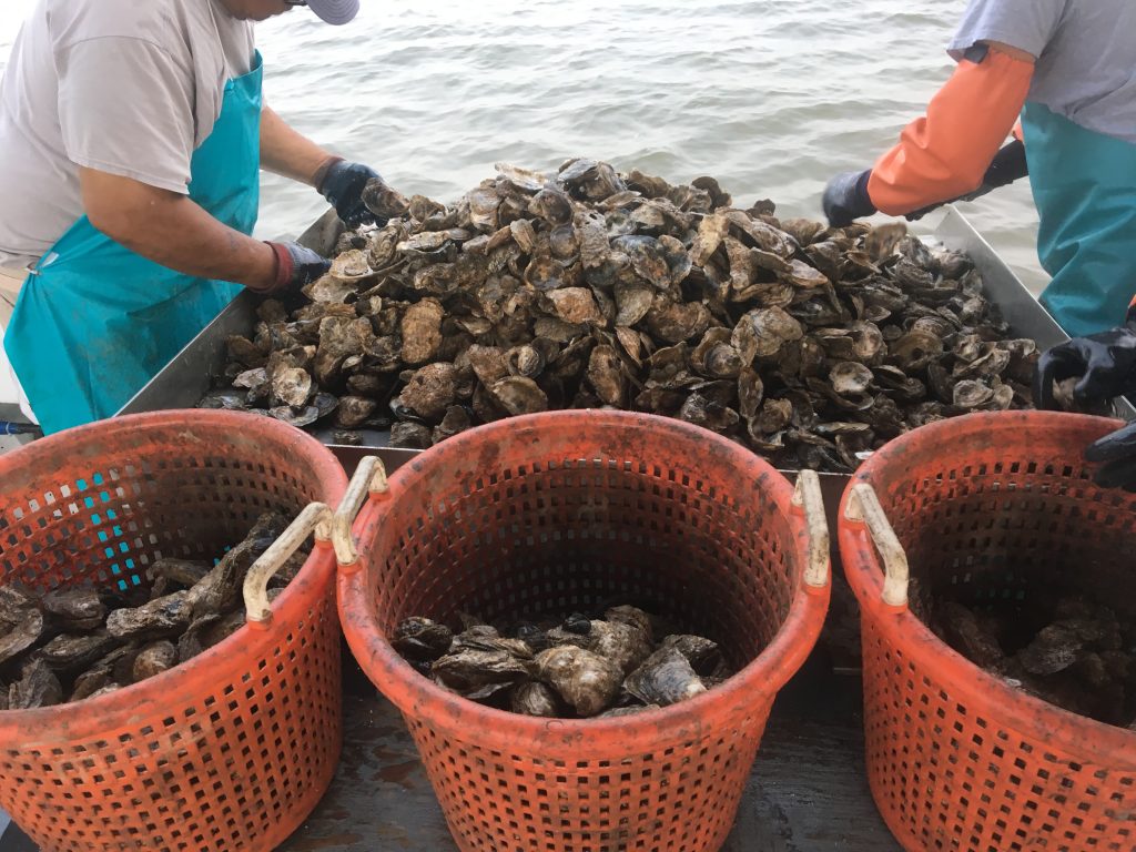 Photo of oysters being gathered into large baskets