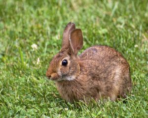 Brown Bunny (Eastern Cottontail)